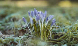 Lilla Krokus Lilla Krokus