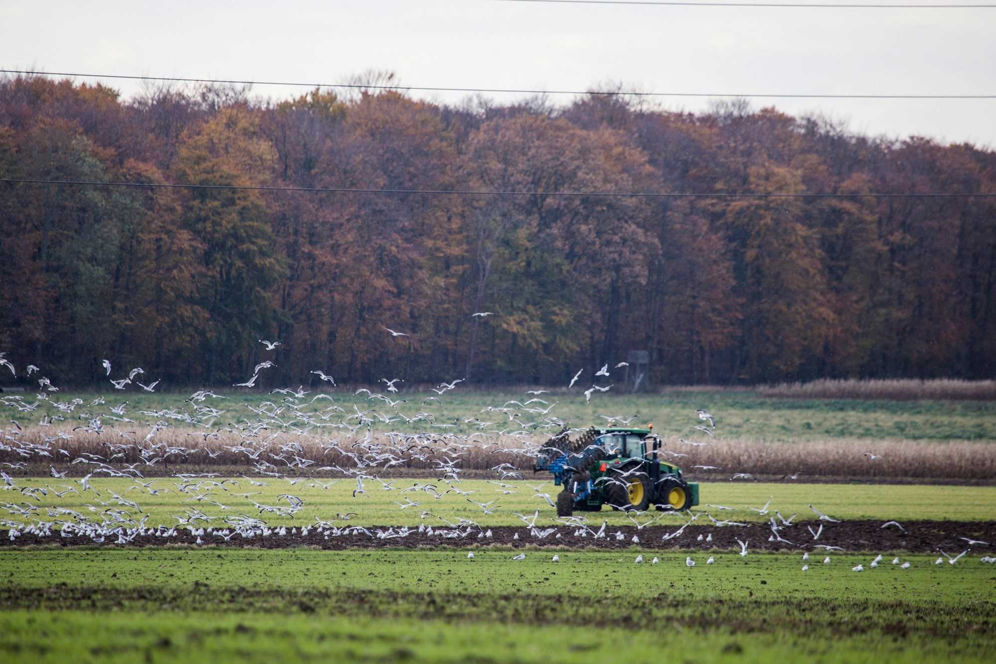 En traktor er ved at plove en mark imens måger flyver omkring 