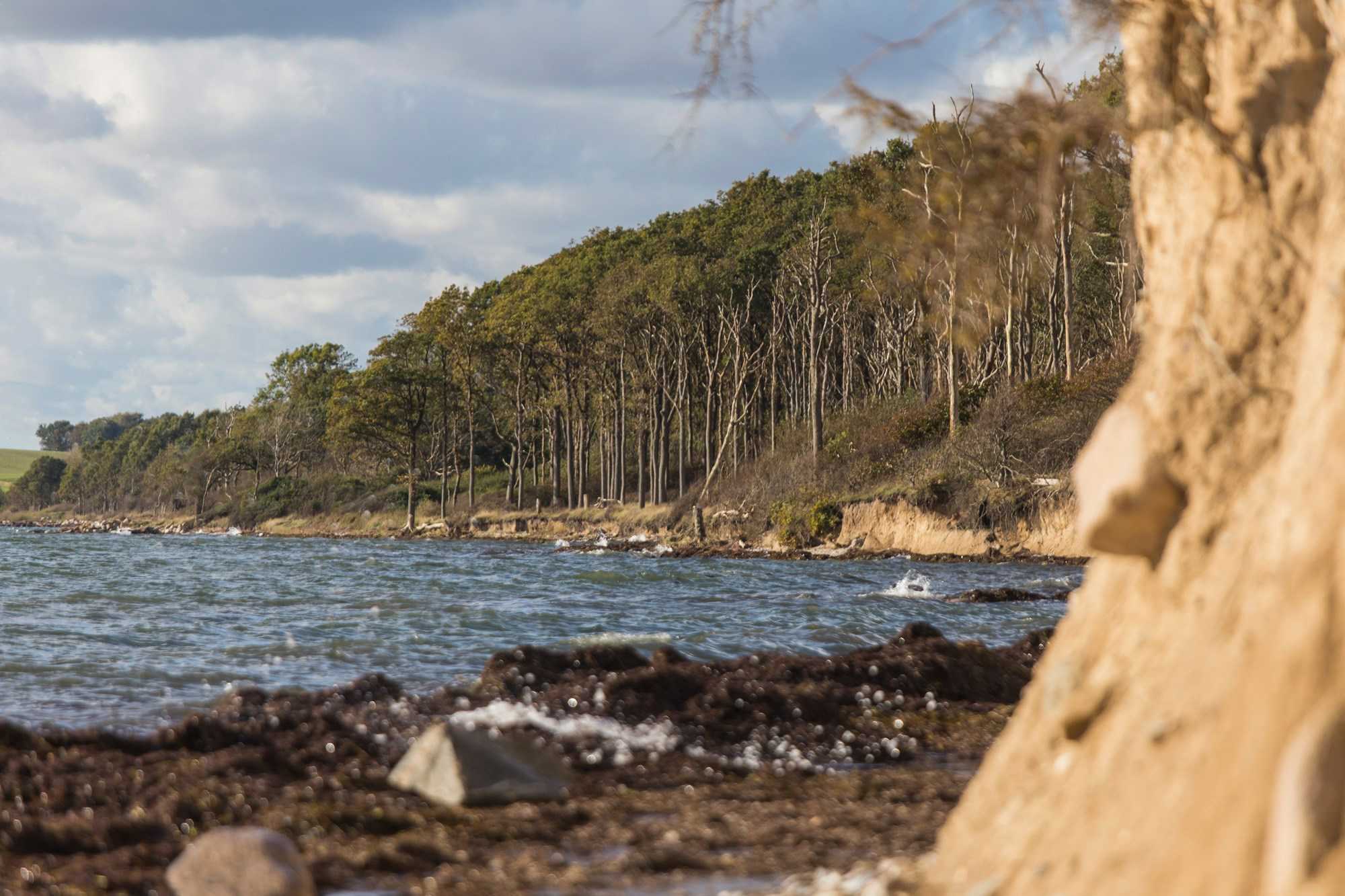 Et skovområde munder ud i kyst ned til vandet 